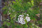 Black locust